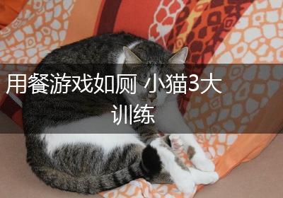 用餐游戏如厕 小猫3大训练