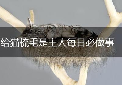 给猫梳毛是主人每日必做事