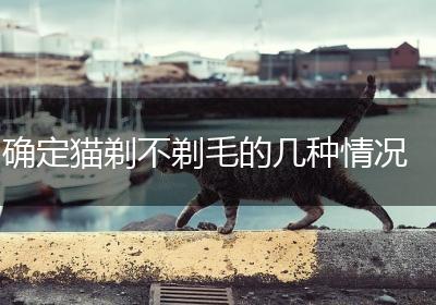 确定猫剃不剃毛的几种情况