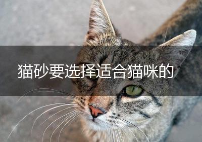 猫砂要选择适合猫咪的