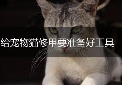 给宠物猫修甲要准备好工具