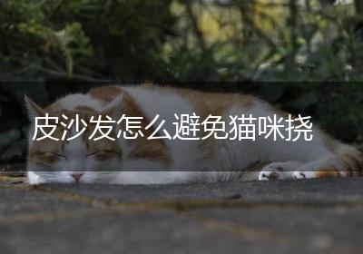 皮沙发怎么避免猫咪挠