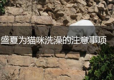 盛夏为猫咪洗澡的注意事项