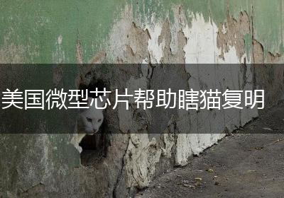 美国微型芯片帮助瞎猫复明