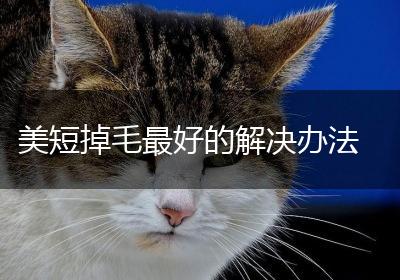 美短掉毛最好的解决办法