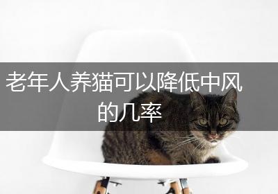 老年人养猫可以降低中风的几率