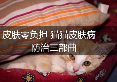 皮肤零负担 猫猫皮肤病防治三部曲