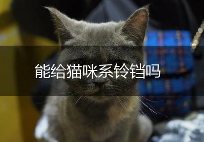 能给猫咪系铃铛吗