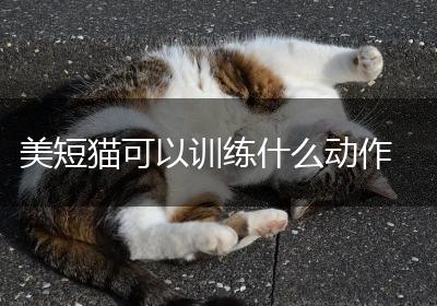 美短猫可以训练什么动作