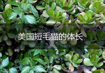 美国短毛猫的体长