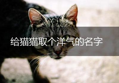 给猫猫取个洋气的名字
