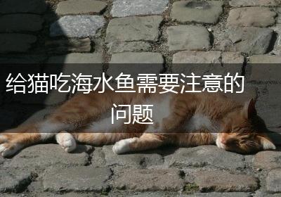 给猫吃海水鱼需要注意的问题