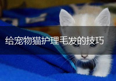 给宠物猫护理毛发的技巧