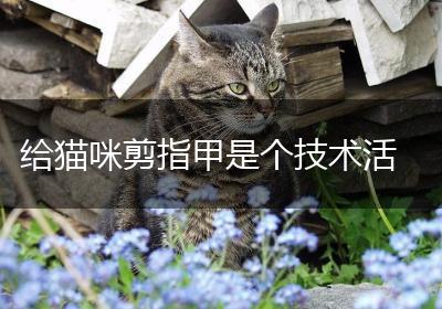 给猫咪剪指甲是个技术活