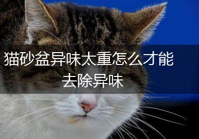 猫砂盆异味太重怎么才能去除异味