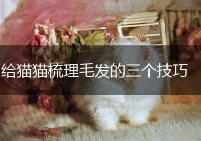给猫猫梳理毛发的三个技巧