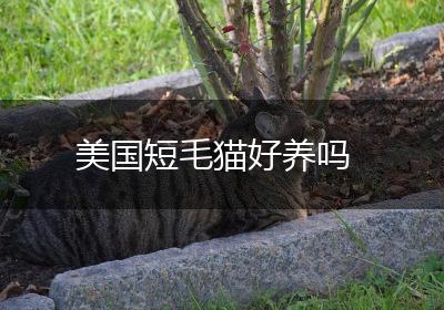 美国短毛猫好养吗