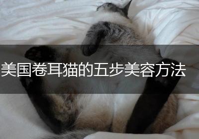 美国卷耳猫的五步美容方法