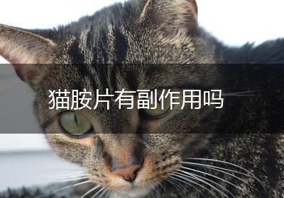 猫胺片有副作用吗