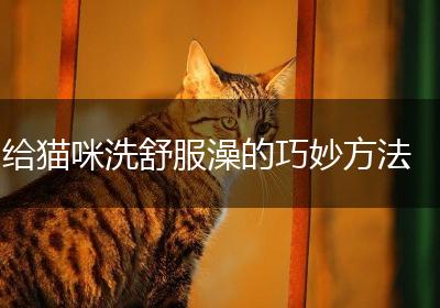 给猫咪洗舒服澡的巧妙方法