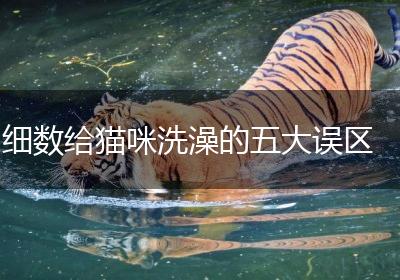 细数给猫咪洗澡的五大误区