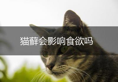 猫藓会影响食欲吗