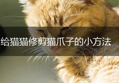 给猫猫修剪猫爪子的小方法