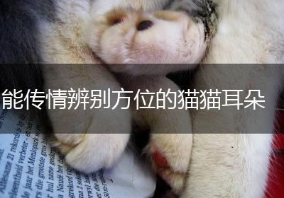 能传情辨别方位的猫猫耳朵