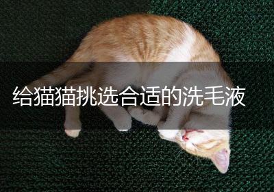 给猫猫挑选合适的洗毛液