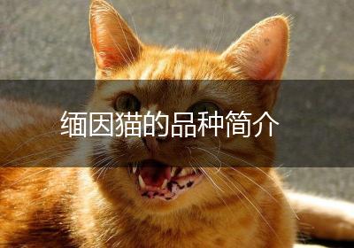 缅因猫的品种简介