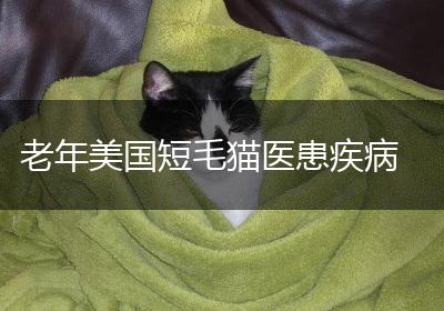 老年美国短毛猫医患疾病