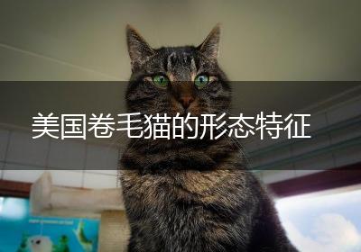 美国卷毛猫的形态特征