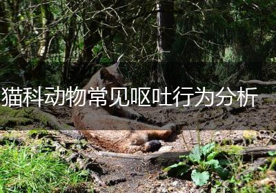 猫科动物常见呕吐行为分析