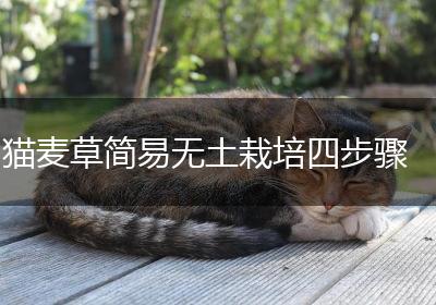猫麦草简易无土栽培四步骤