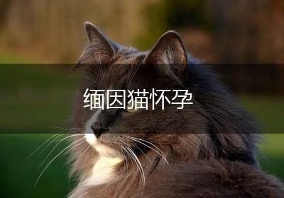 缅因猫怀孕