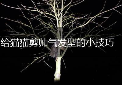 给猫猫剪帅气发型的小技巧