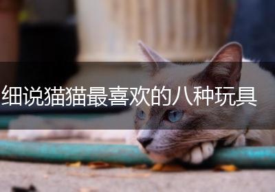 细说猫猫最喜欢的八种玩具