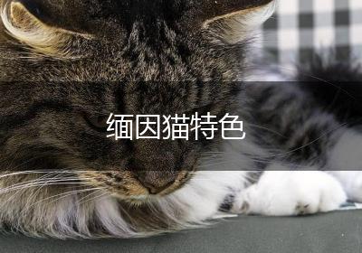 缅因猫特色