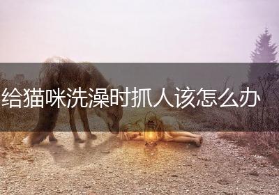 给猫咪洗澡时抓人该怎么办