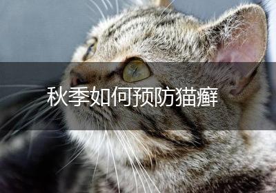 秋季如何预防猫癣