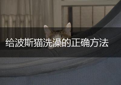 给波斯猫洗澡的正确方法