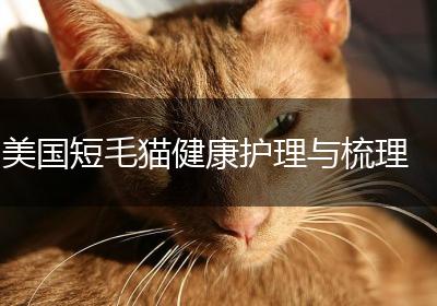美国短毛猫健康护理与梳理