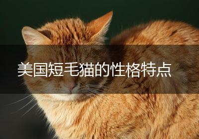美国短毛猫的性格特点