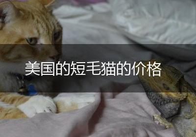 美国的短毛猫的价格