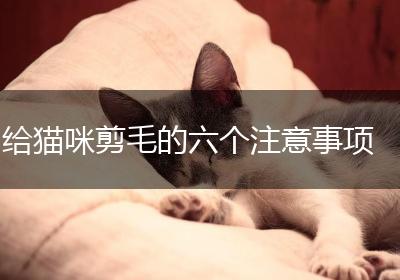 给猫咪剪毛的六个注意事项