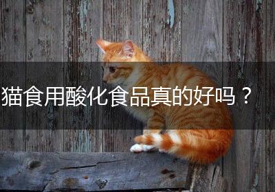 猫食用酸化食品真的好吗？