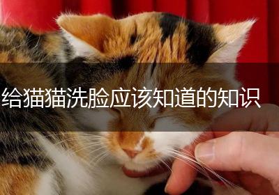 给猫猫洗脸应该知道的知识