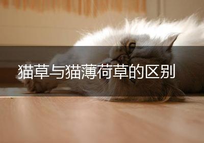 猫草与猫薄荷草的区别