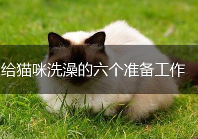 给猫咪洗澡的六个准备工作