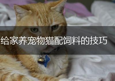 给家养宠物猫配饲料的技巧